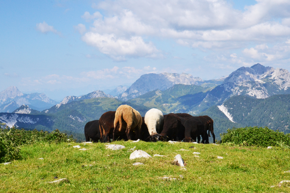 Schafe am Gipfel des Poludnigs